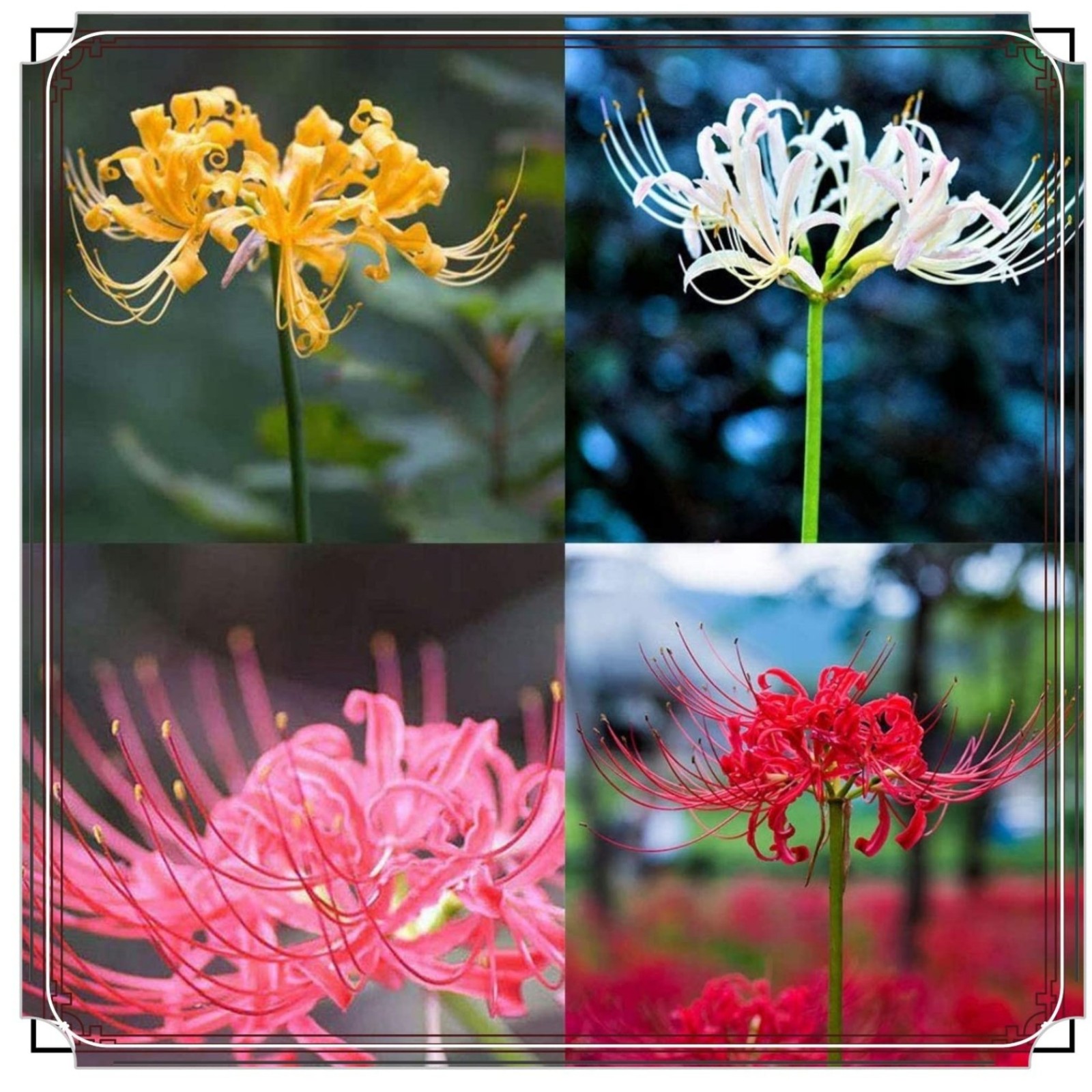 Lycoris Radiata Bulbs For Planting,Lycoris Squamigera,Professional