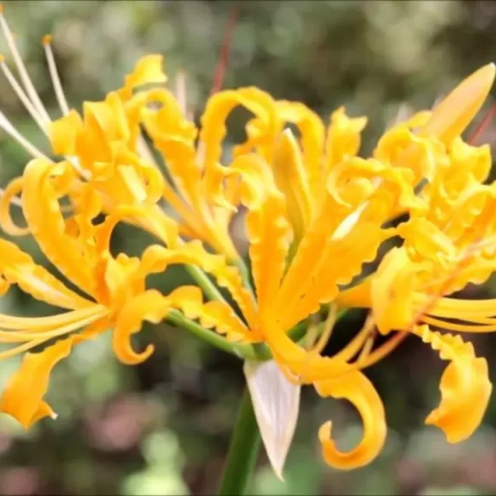 Lycoris Radiata Bulbs For Planting,Professional Planting,Lycoris