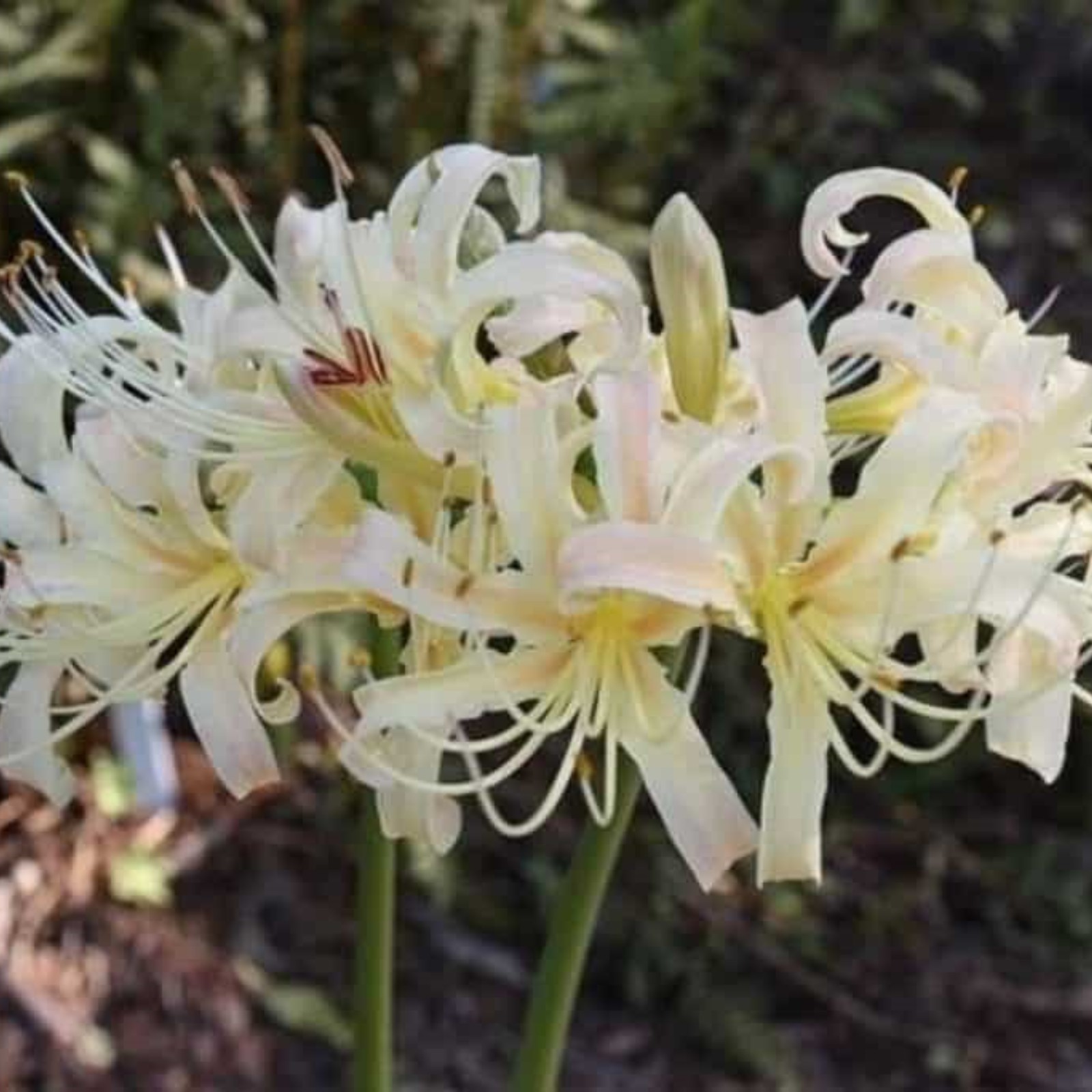 Lycoris Radiata Bulbs For Planting,Professional Planting,Lycoris