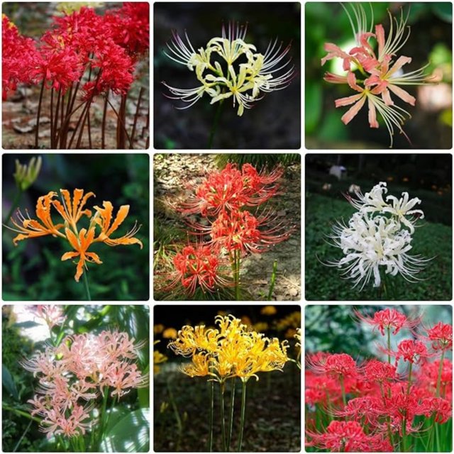 Lycoris Radiata Bulbs For Planting,Professional Planting,Lycoris