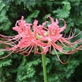Lycoris Radiata Bulbs For Planting,Professional Planting,Lycoris