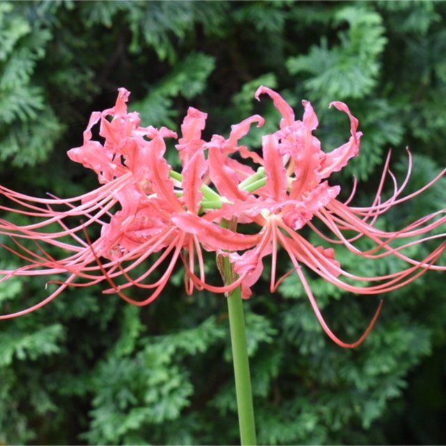 Lycoris Radiata Bulbs For Planting,Professional Planting,Lycoris