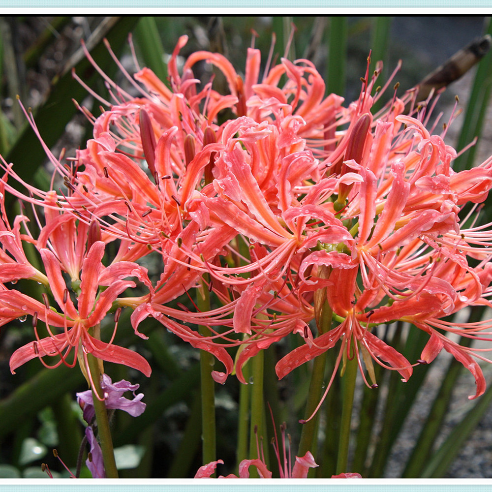 Lycoris Radiata Bulbs,Lycoris Bulbs, Large Flowers, Hardy Plants, Fresh