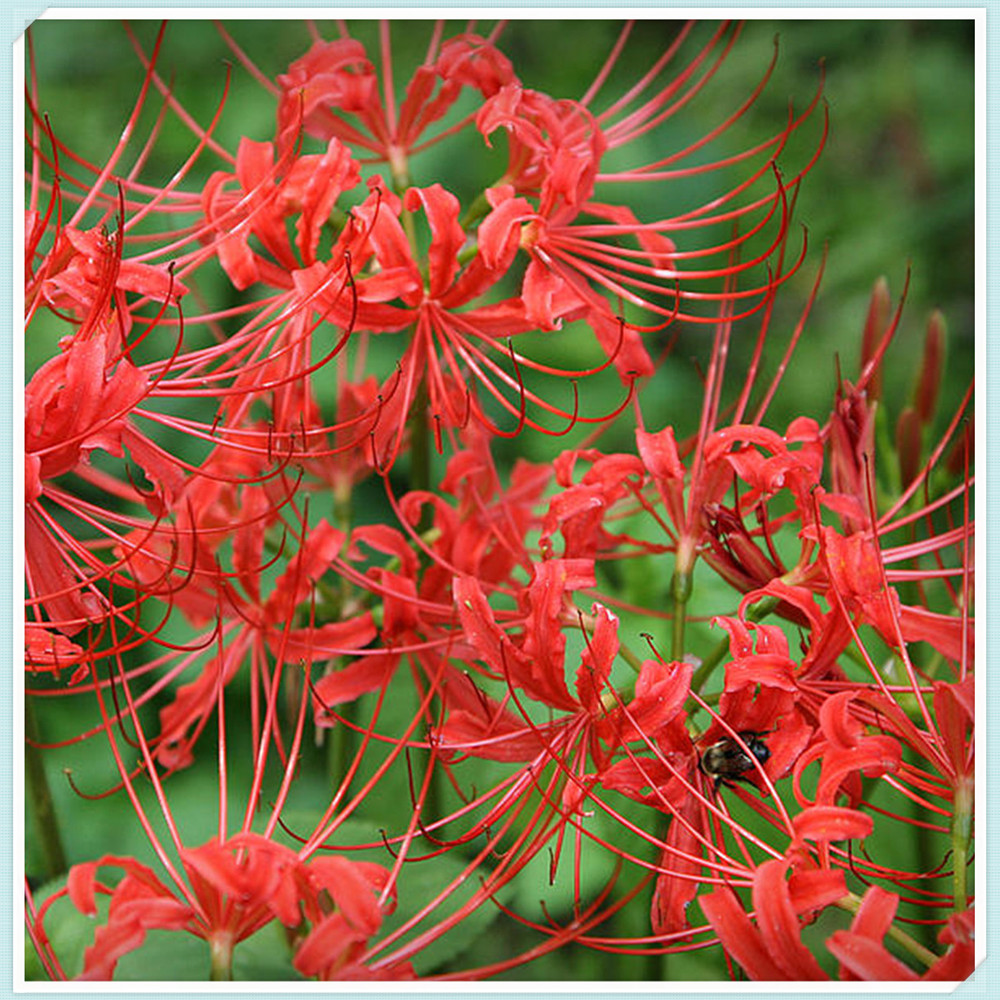 Lycoris Radiata Bulbs,Lycoris Bulbs, Large Flowers, Hardy Plants, Long