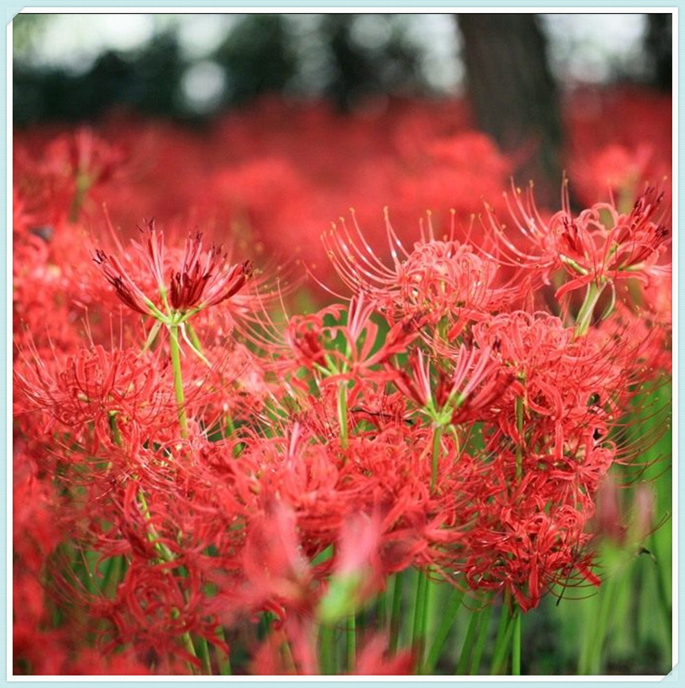 Lycoris Radiata Bulbs,Lycoris Bulbs, Large Flowers, Hardy Plants, Long