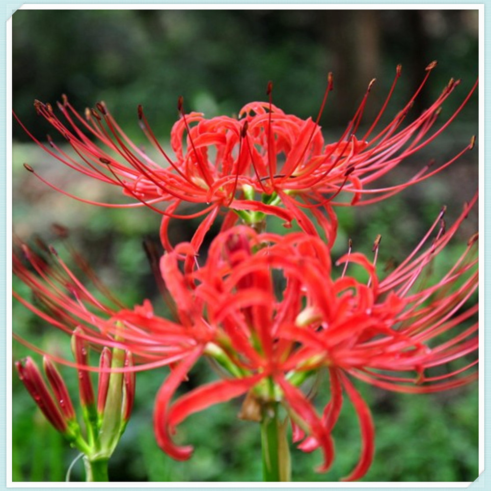 Lycoris Radiata Bulbs,Lycoris Bulbs, Large Flowers, Hardy Plants, Long