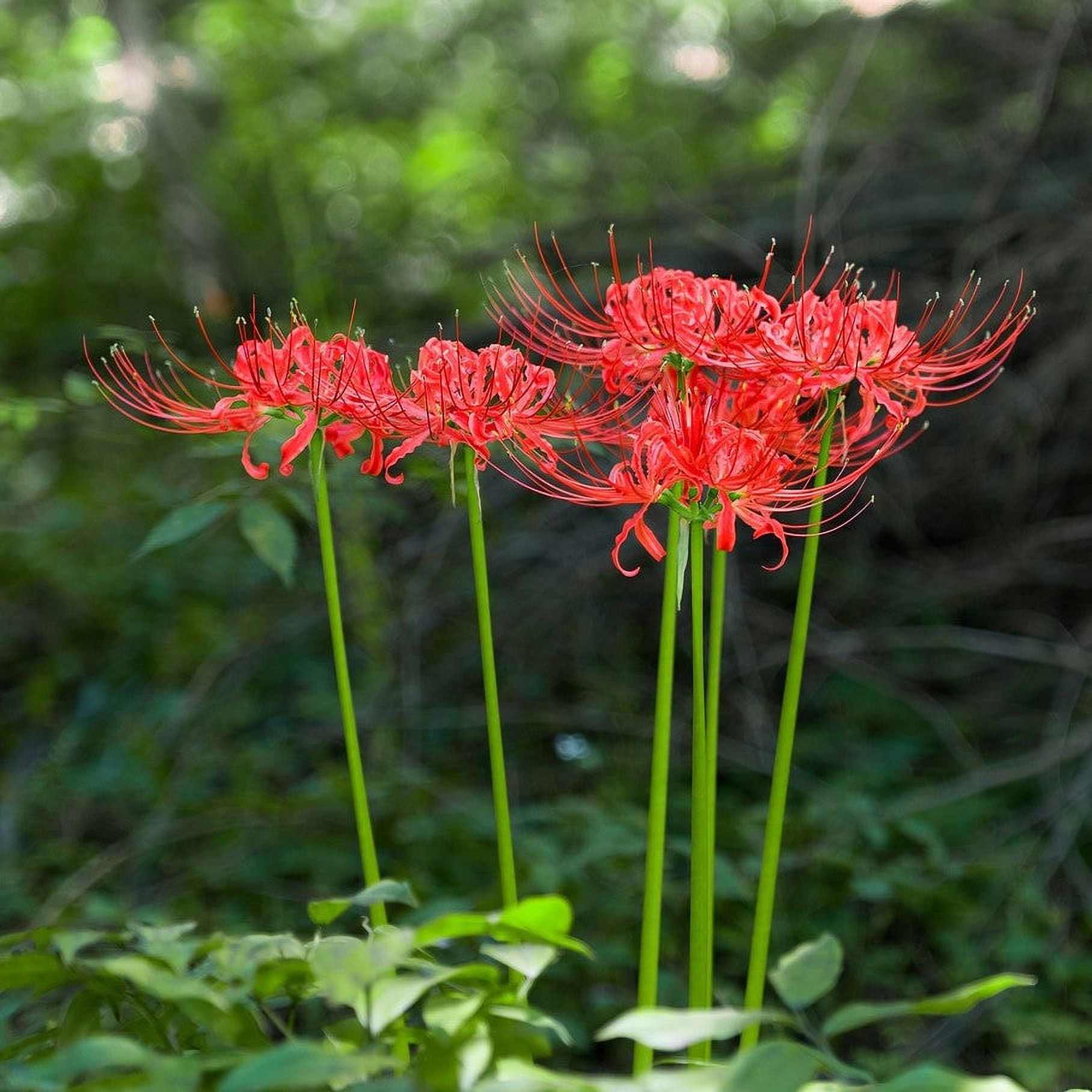 Lycoris Red Radiata Trio - Vibrantes Floraciones Costa Rica | Ubuy
