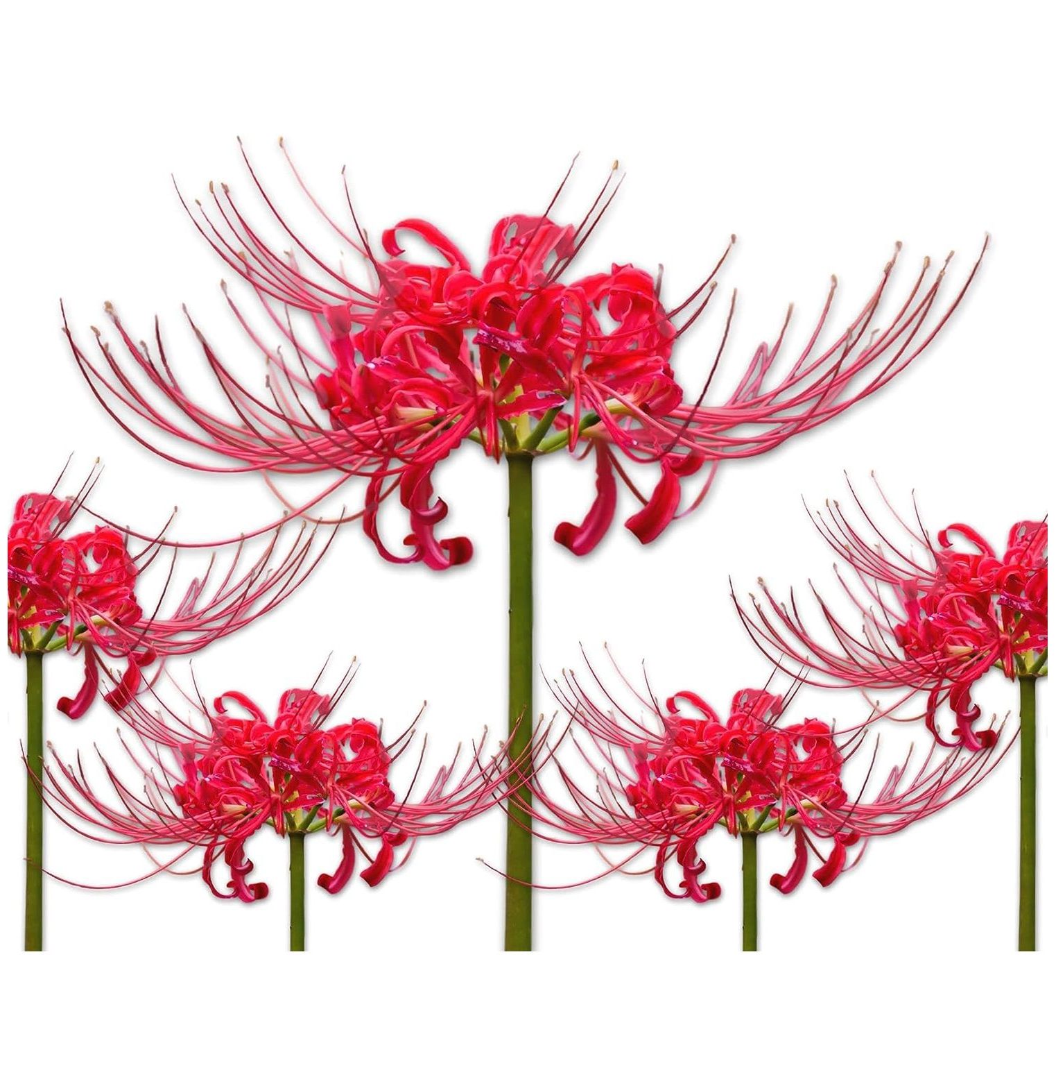 Lycoris Red Radiata 'Spider Lily' (9 Pack) Plant Bulbs Red Flowering