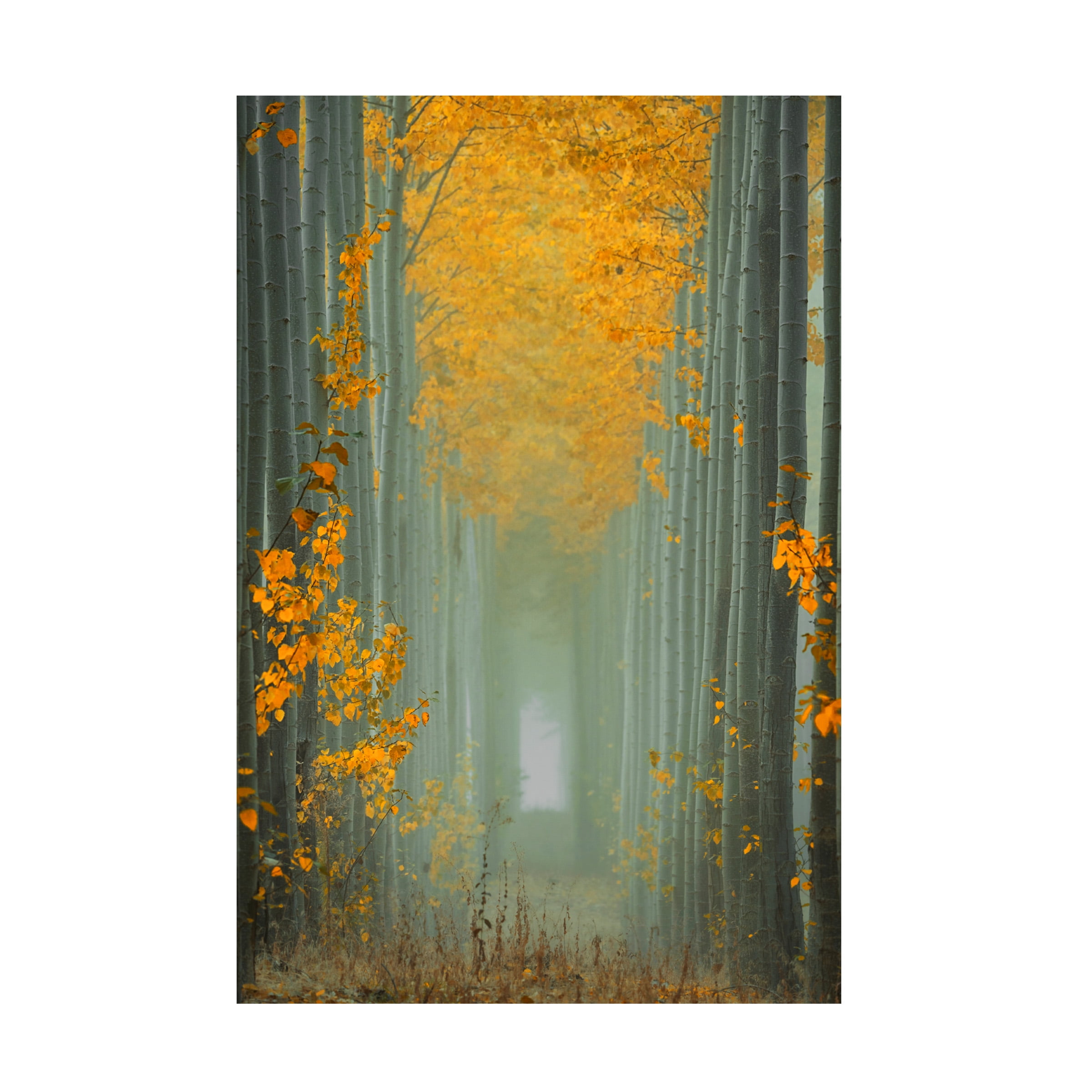 Lydia Jacobs 'Misty Autumn Path' 12x19 Canvas Art Print