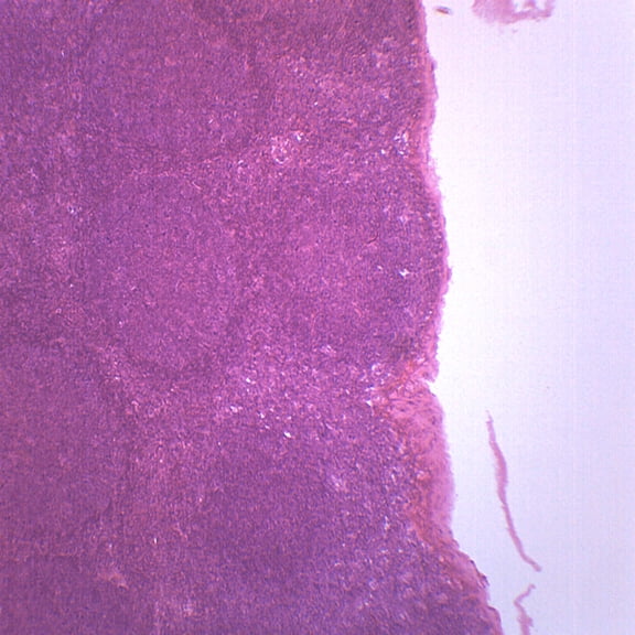 Lymph Node Section, Mammal - Prepared Microscope Slide - 75 x 25mm - Biology & Microscopy - Eisco Labs
