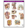 thumbnail image 1 of Pre-Owned Lymphatic System Chart, 1 of 1