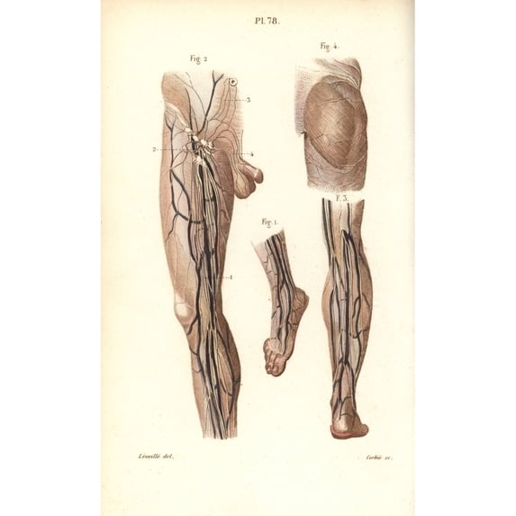 Lymphatic System In The Leg And Foot Poster Print By ® Florilegius Mary Evans (18 X 24)