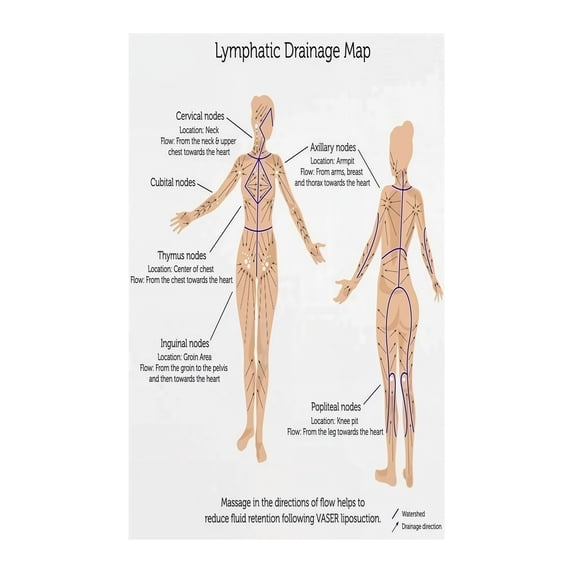 Lymphatic System Poster Anatomy Educational Chart Human Body Map ...