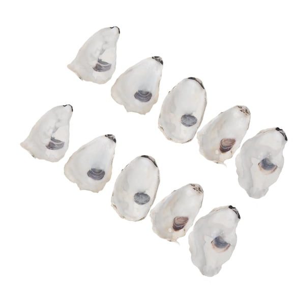 Lynono Co.,Ltd Cleaned Natural OystersShe11for Vases Filler Concave OystersShe11for Crafts