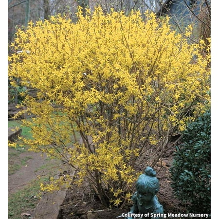 Lynwood Gold Forsythia - 3 Gallon Shrub