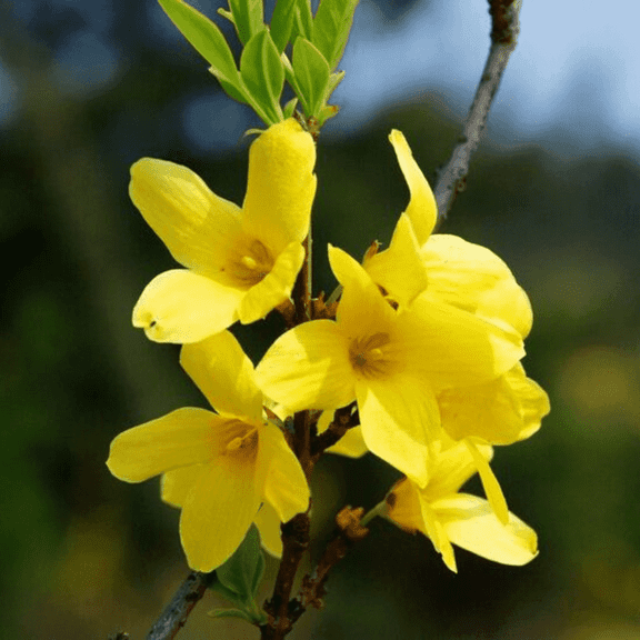 Lynwood Gold Forsythia Bush Live Plant 810 Inch, Hardy Perennial Yellow Flowers Forsythia Shrub for Garden Planting