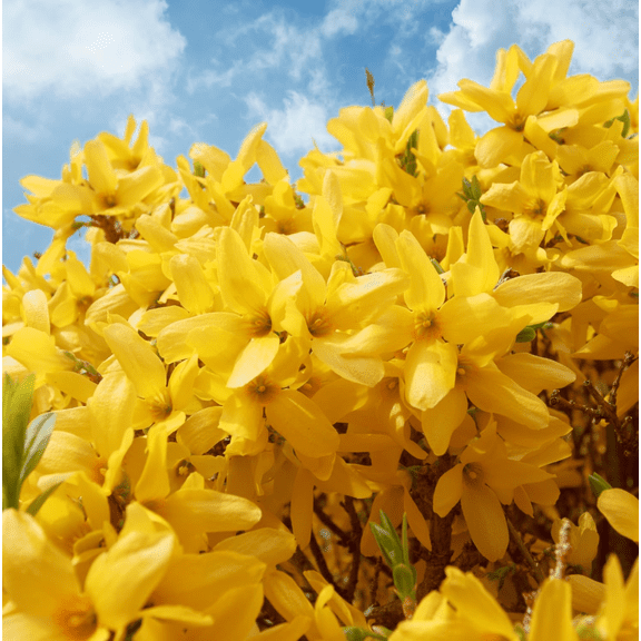 Lynwood Gold Forsythia Bush Plant Live for Planting, Fragrant Forsythia Tree, Yellow Forsythia Plant, 10-16 Inch Tall