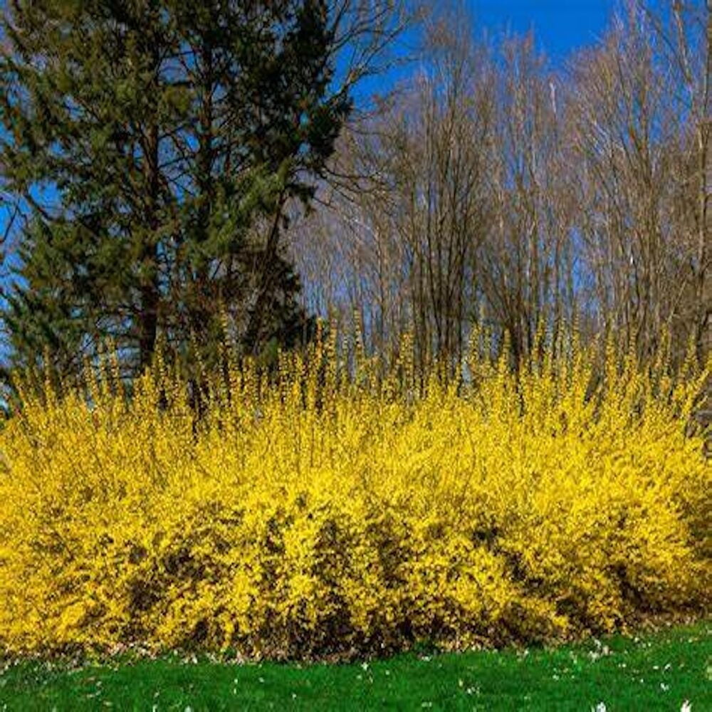 Lynwood Gold Forsythia Large 1 Gallon Shrub Live Plant