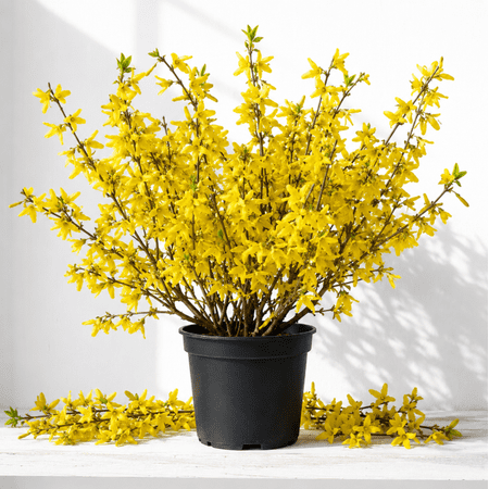 Lynwood Gold Forsythia Live Plant, 12-18 Inches Tall, Yellow Spring Blooms