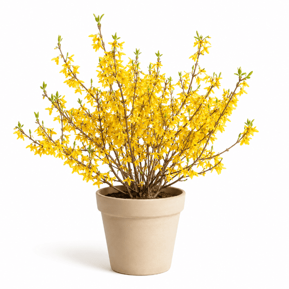 Lynwood Gold Forsythia Live Plant, 8-10 Inch Tall in 4 Inch Pot, Yellow Flowering Shrub for Outdoor Garden