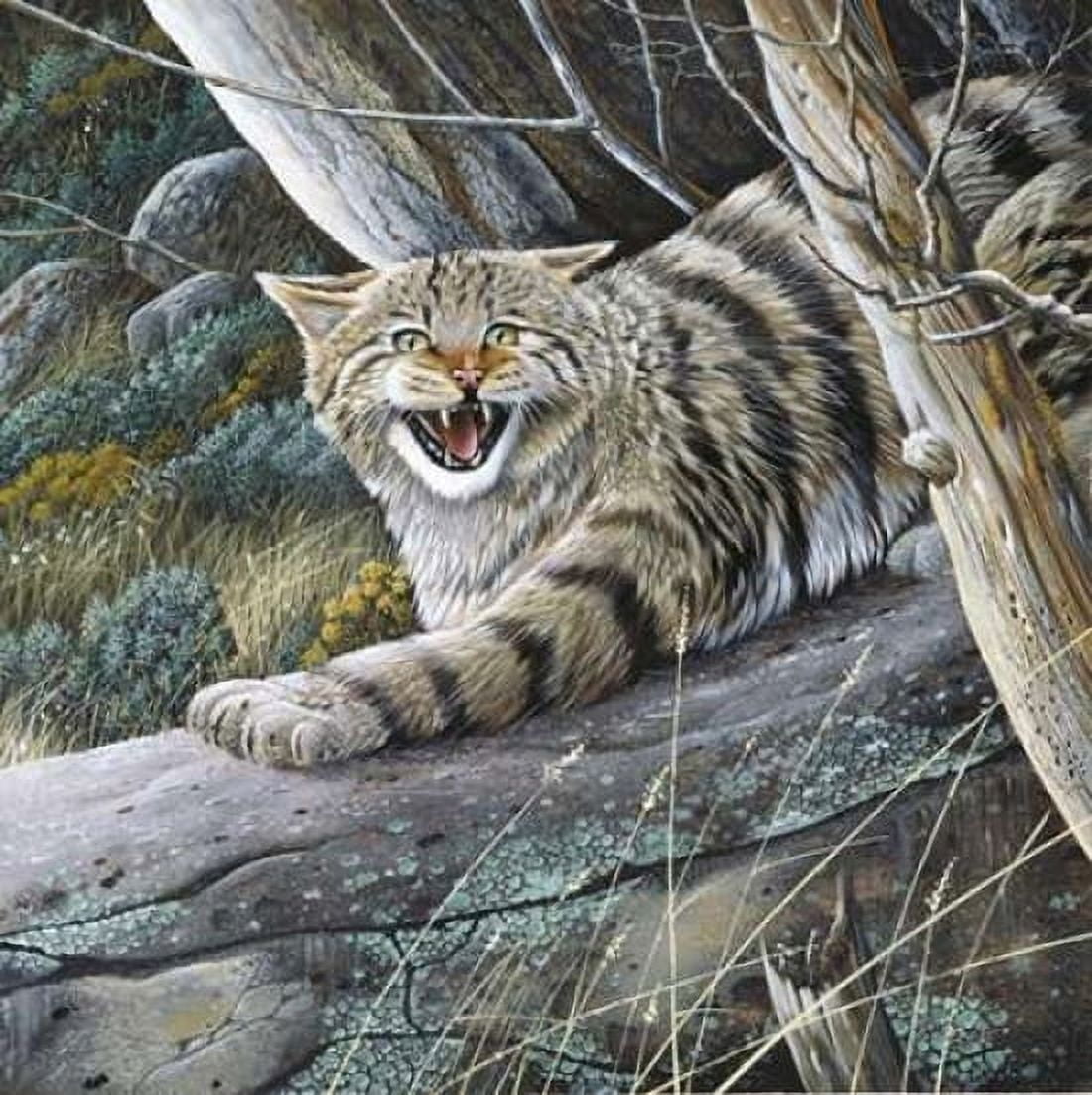 Lynx Canvas Art - Jan Weenink (24 x 24)