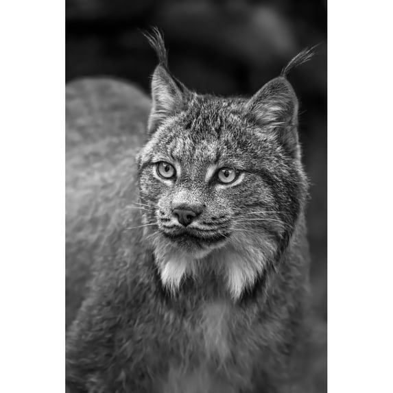 Lynx Chilkat River; Haines Alaska United States of America by John Hyde / Design Pics