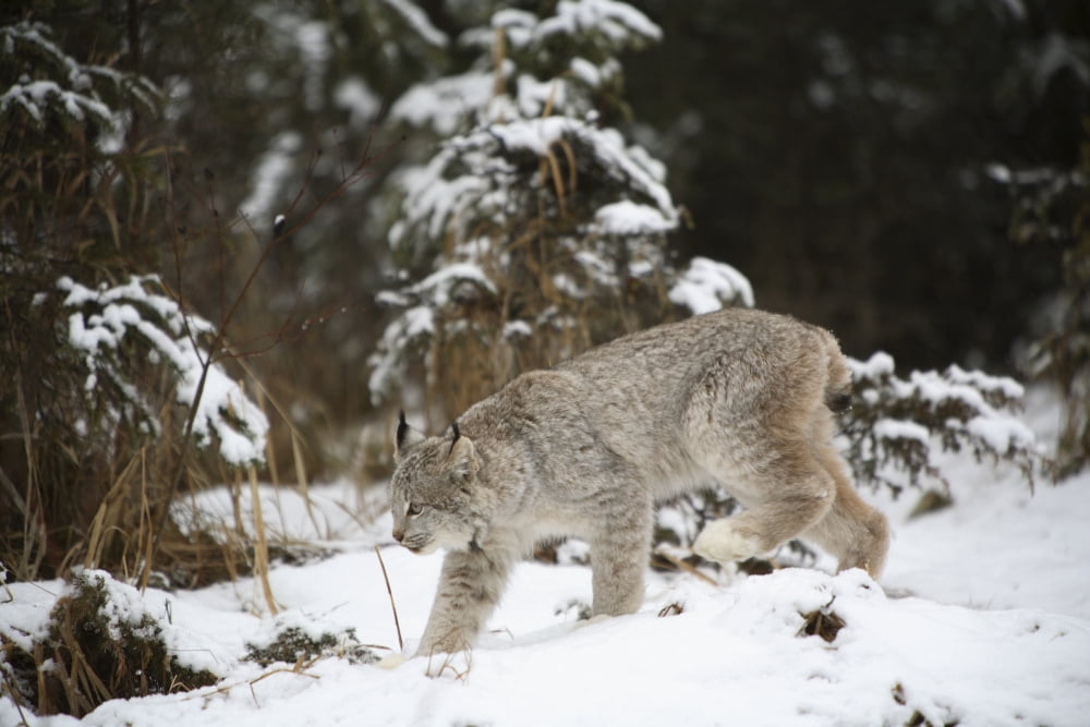Lynx In The Snow Canvas Art - Richard Wear Design Pics (17 x 11)