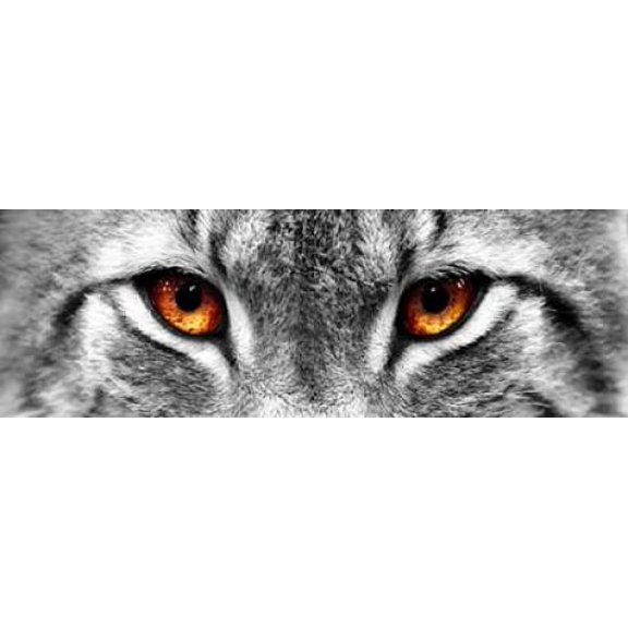 Lynx Poster Print by PhotoINC Studio (8 x 24)