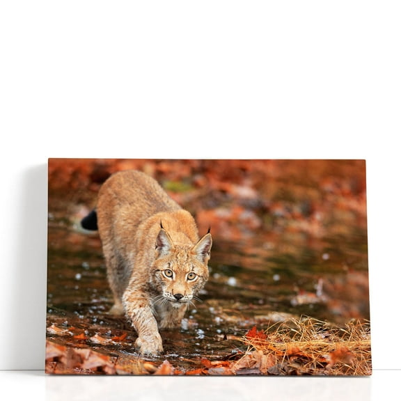 Lynx Wild Cat in Autumn - Wrapped Canvas Print Wall Art | 18" W x 12" H
