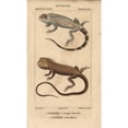 thumbnail image 1 of Lyreshead Lizard, Lyriocephalus Scutatus, Anda Poster Print By ® Florilegius Mary Evans (18 X 24), 1 of 3
