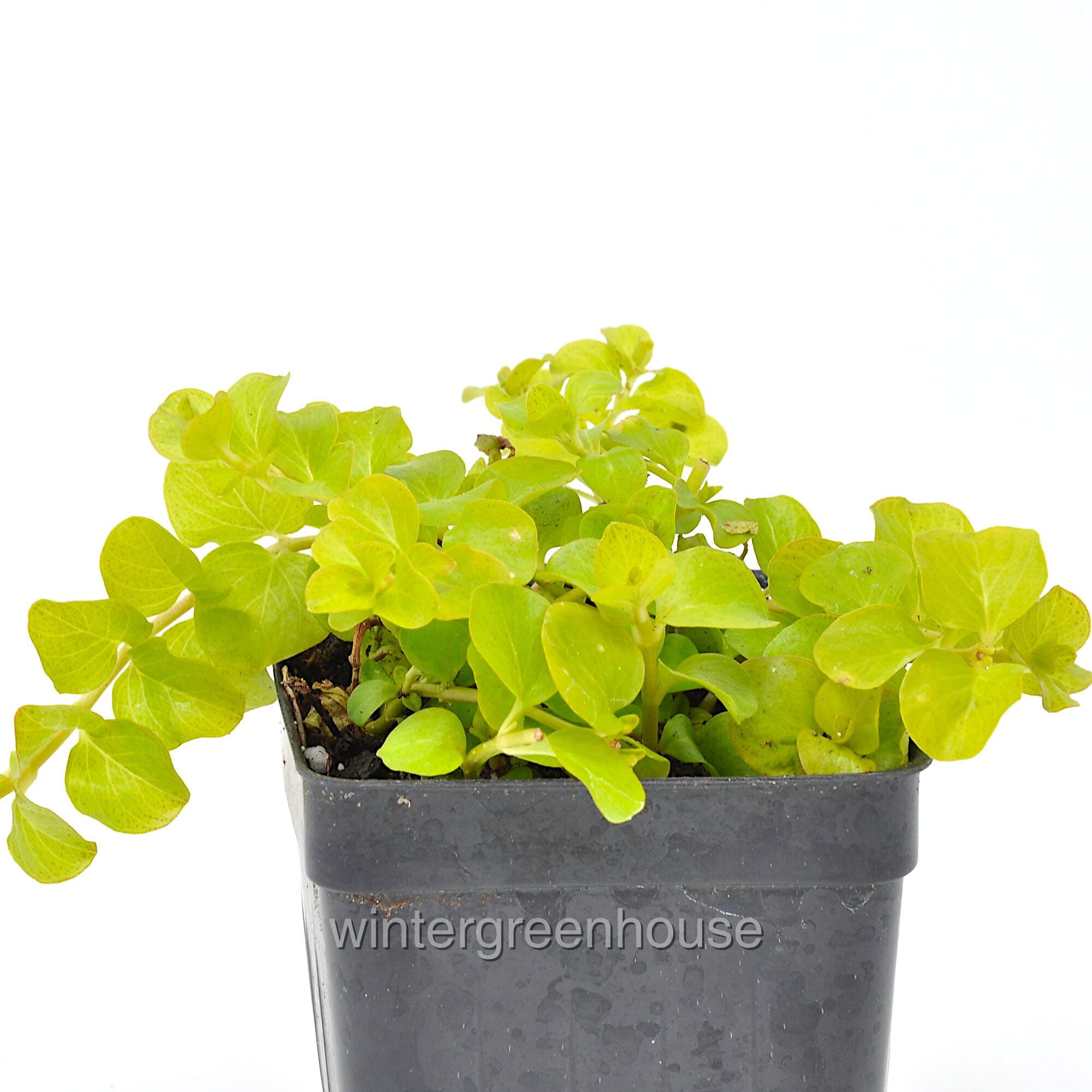 lysimachia-creeping-jenny-goldilocks-moneywort-pot-size-3in-2-6x3