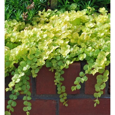 Lysimachia Golden Creeping Jenny Plug Plant, Low Growing Ground Cover Starter, Well Rooted Plug for Outdoor Garden or Container Planting