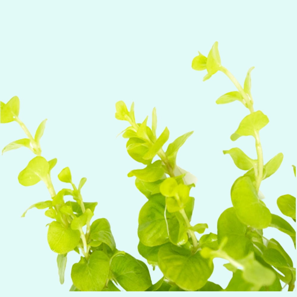 lysimachia-nummularia-aurea-bunch-3-5-stems-walmart