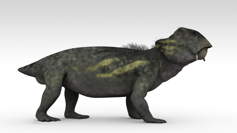 Lystrosaurus a therapsid from the Permian and Triassic period Canvas Art - Kostyantyn IvanyshenStocktrek Images (38 x 22)
