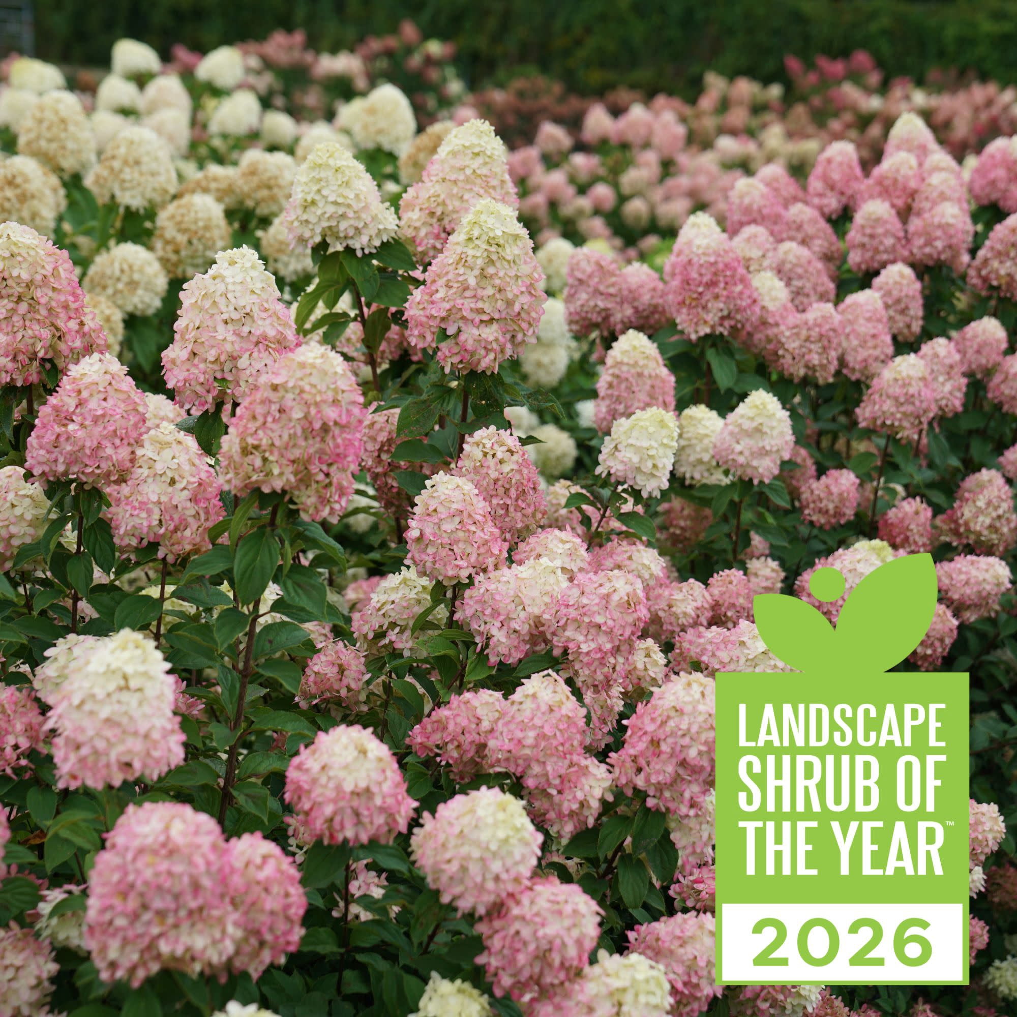 Proven Winners ColorChoice 6" Limelight Prime Panicle Hydrangea Live Plant in 7.5" Pot