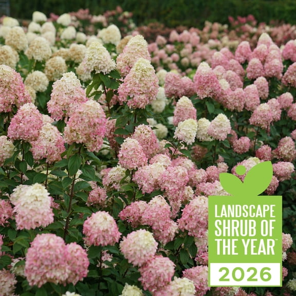 Proven Winners ColorChoice 6" Limelight Prime Panicle Hydrangea Live Plant in 7.5" Pot