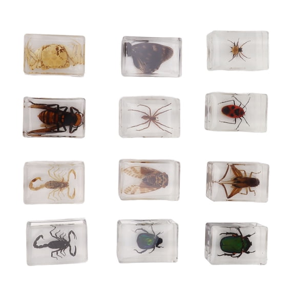 M Buder 12 Pcs Real Bug Specimens Transparent Resin Science Education Classroom Bug Specimen Sample Tabletop Ornament 1.2x1.8x0.8 in / 3x4.5x2 cm
