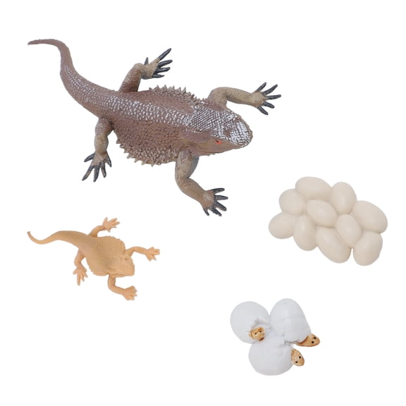 M Buder Lizard Life Cycle Figurine Toy Educational Interactive Lifelike Simulated Reptile Animal Figurine Set for Home School Science Decor Pack of 4 (7.87 in/20 cm)[cite: 1]