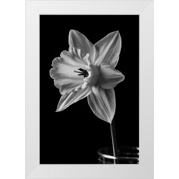 M. Fielding, Edward 17x24 White Modern Wood Framed Museum Art Print Titled - Narcissus May 2015