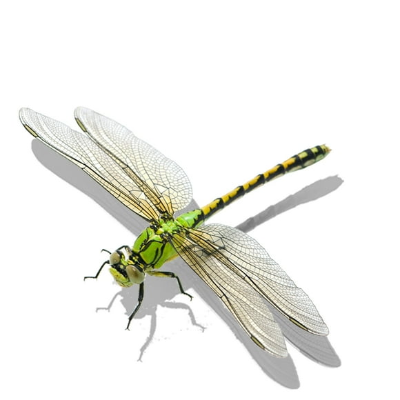M247 Realistic Insects Dragonfly Wall Sticker Bathroom Toilet Living Room Cabinet Refrigerator Home Decoration Decals Sticker