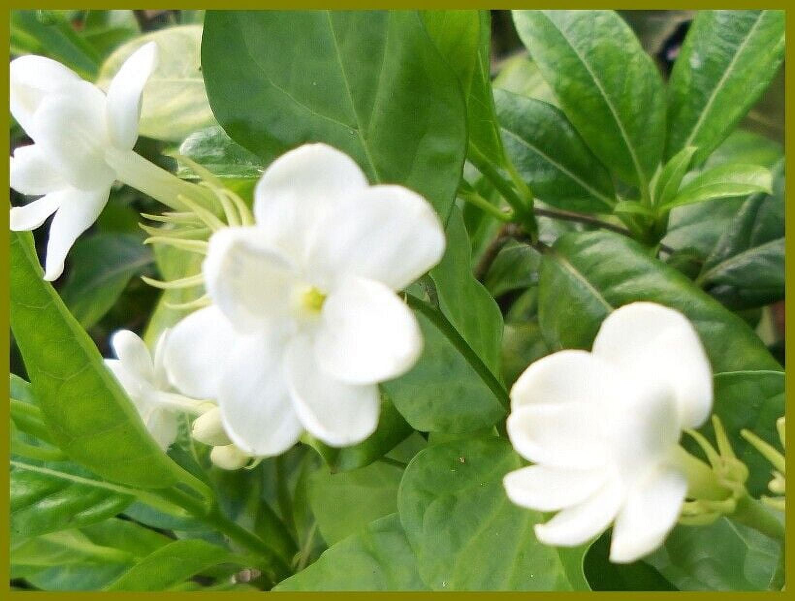 MAID OF ORLEANS Arabian Sambac Jasmine Live Plant Fragrant Single White