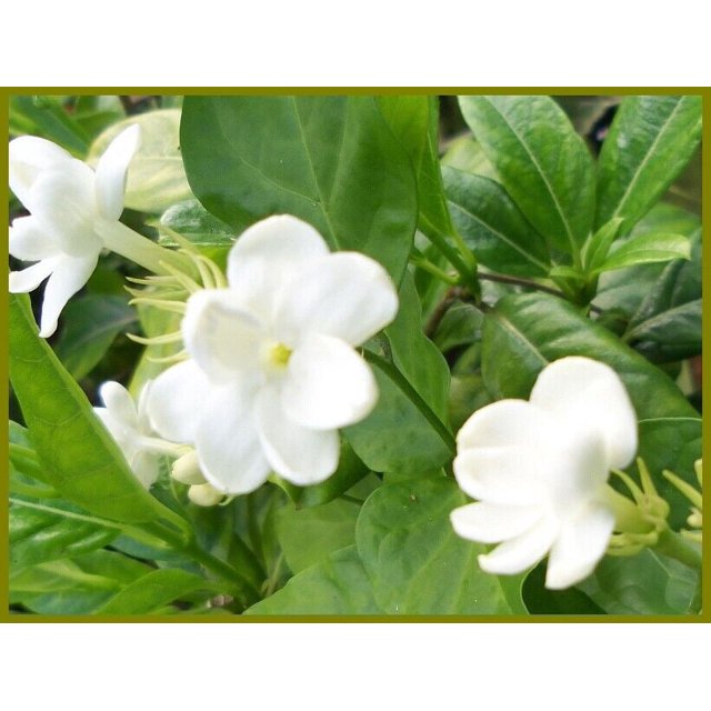 MAID OF ORLEANS Arabian Sambac Jasmine Live Plant Fragrant Single White Flowers