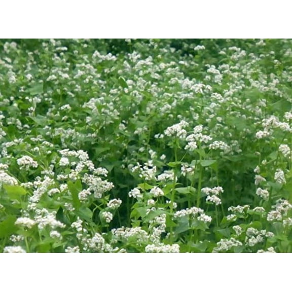 MANCAN BUCKWHEAT 5 Lb Cover Crop - Wild Life and Game Attactant - Bee Pollinator