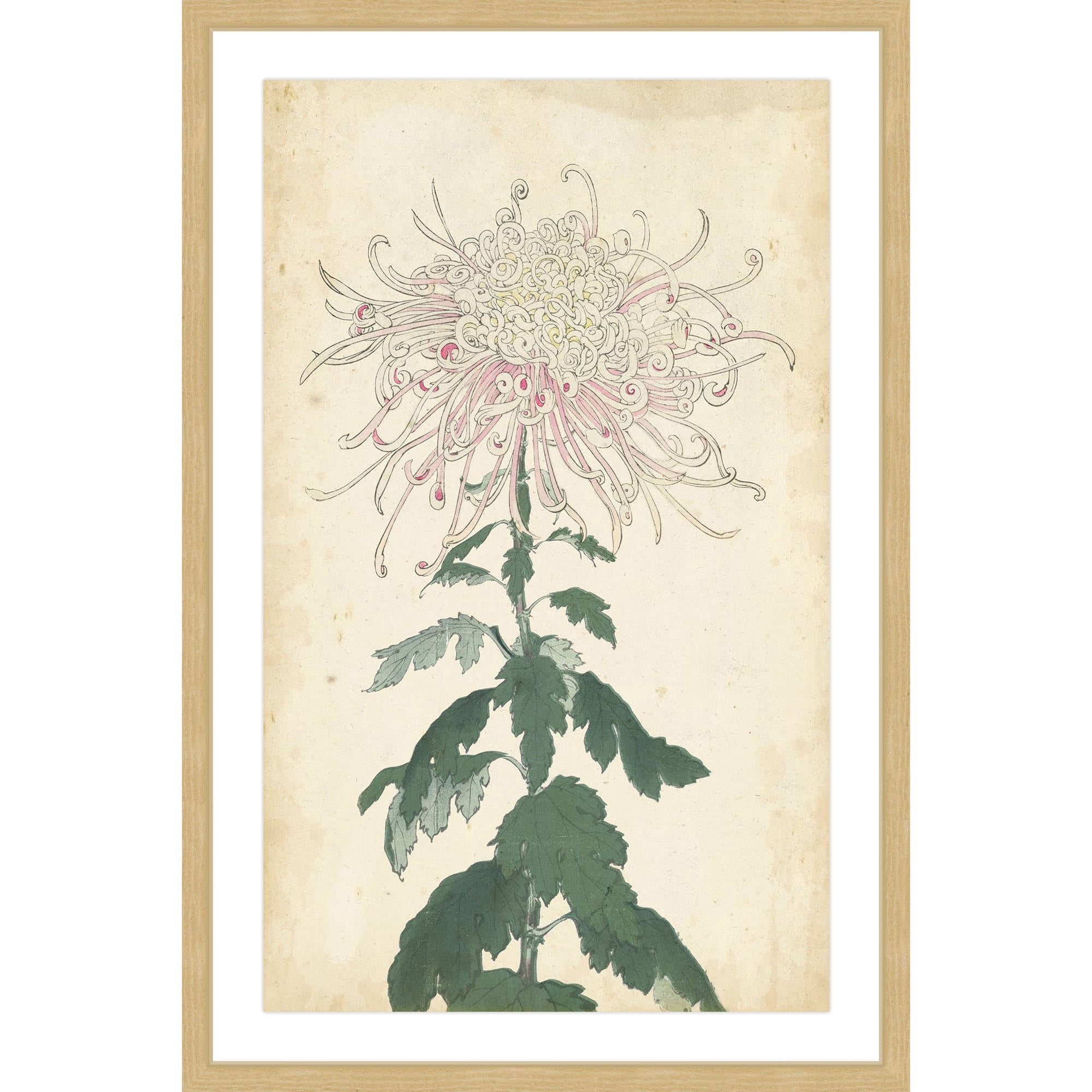 MARMONT HILL  - 'Chrysanthemum IV' Framed Painting Print - Multi-Color 16 x 24