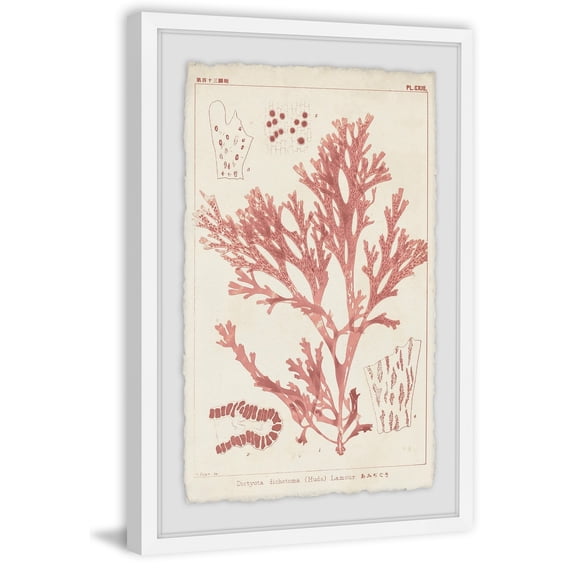 MARMONT HILL - Handmade Antique Coral Seaweed VII Framed Print 30 x 45