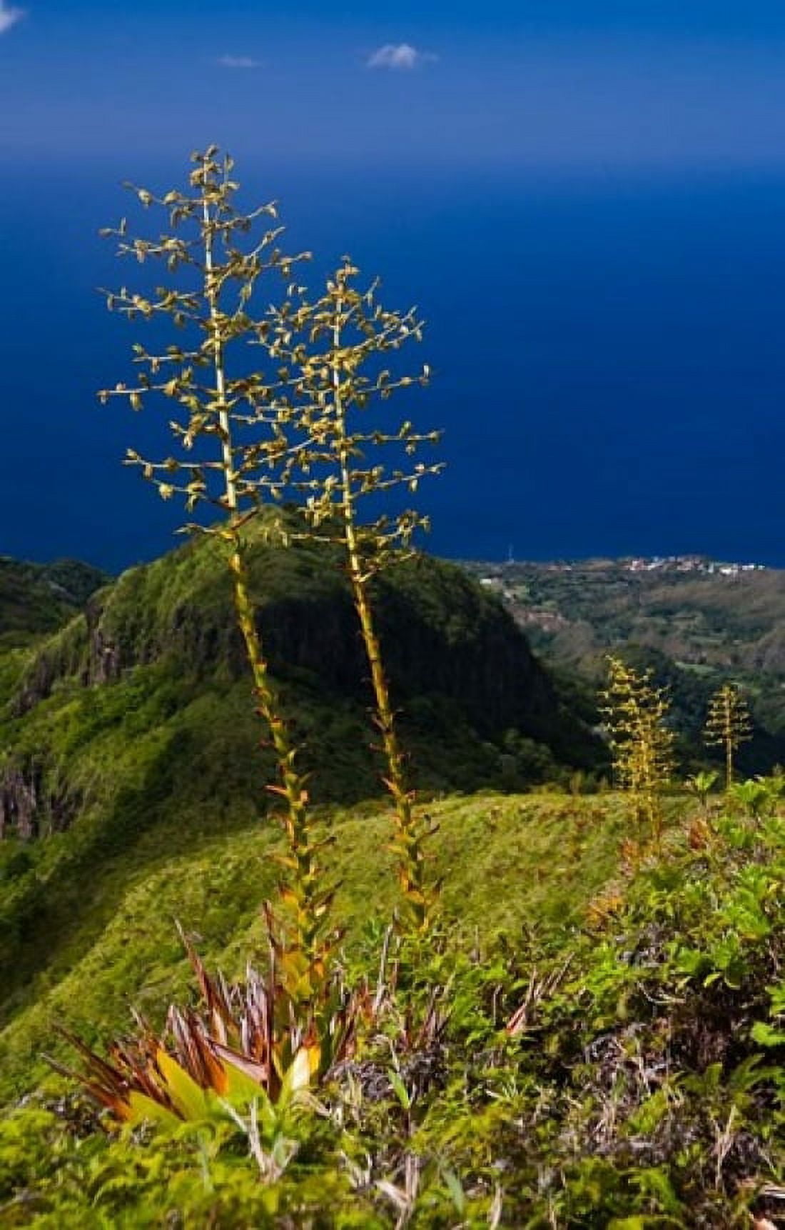 MARTINIQUE West Indies Agave on ridge Mt Pele Canvas Art - Scott T Smith DanitaDelimont (24 x 36)