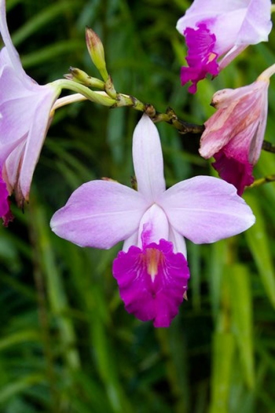 MARTINIQUE West Indies Bamboo orchid Balata Garden Canvas Art - Scott T Smith DanitaDelimont (24 x 36)