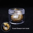 thumbnail image 1 of MATROOY 1* Natural Amethyst Fluorite Crystal Quartz Rough Raw Stone Healing Home Decor- Sheep's Horn Snail, 1 of 6