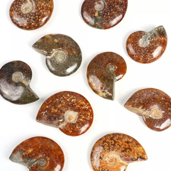 MATROOY Madagascar Natural Iridescent Ammonite Ammolite Facet Specimen Stone