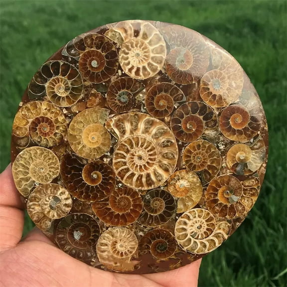 MATROOY Natural Ammonite Disc Conch Specimen Healing +Stand 1PC 100G+